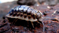 Woodlouse animal pictures_Armadillidium vulgare