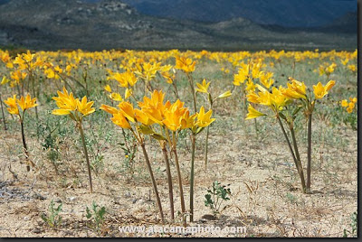 Flores del desierto