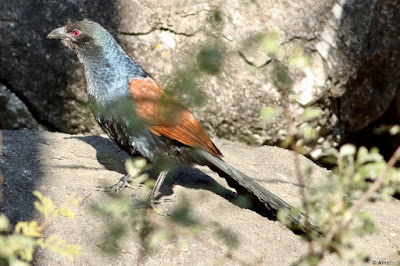 Greater Coucal