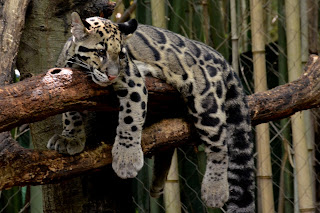 Clouded Leopard