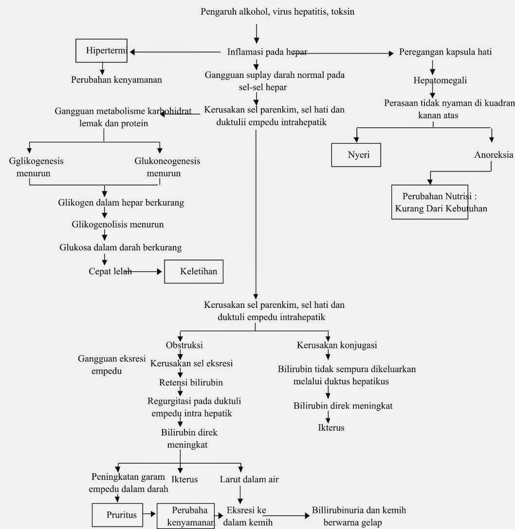 PATHWAY HEPATITIS ~ Blog Kesehatan