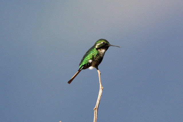 Microstilbon burmeisteri