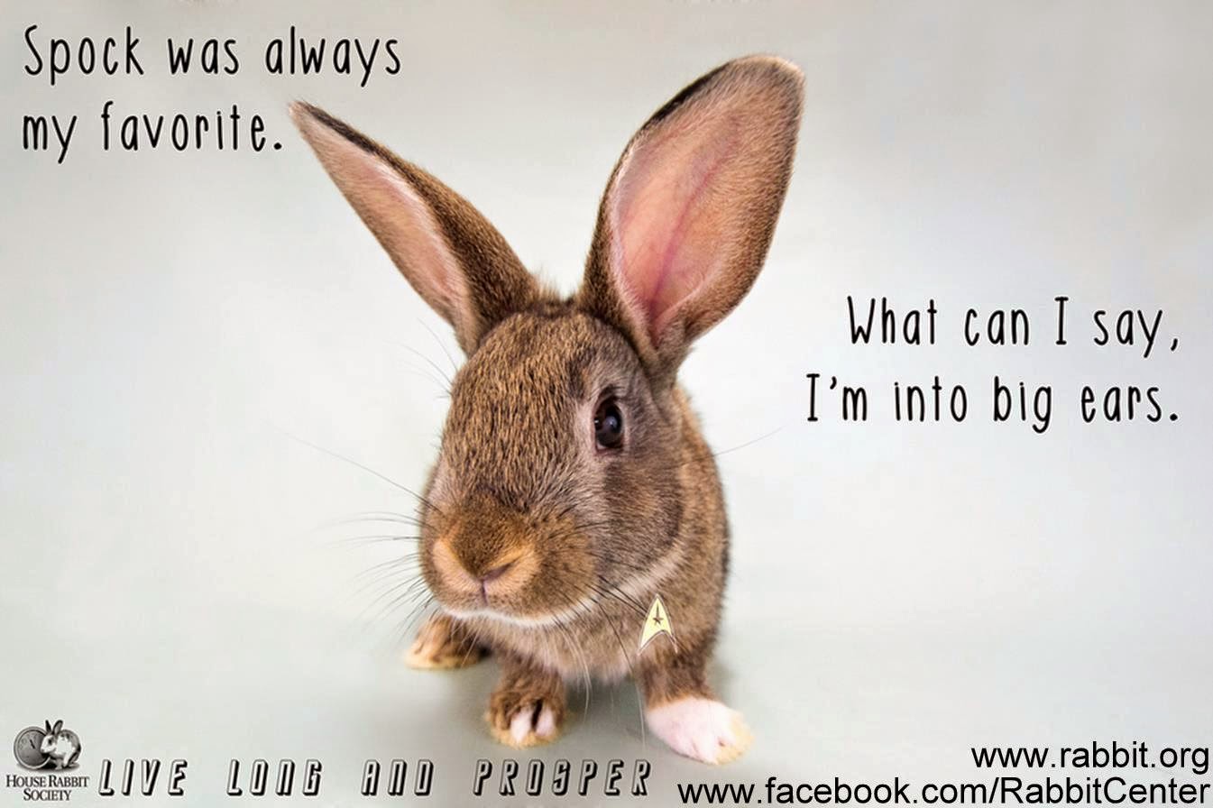 Rabbit Ramblings Funny Bunny Monday Memeday