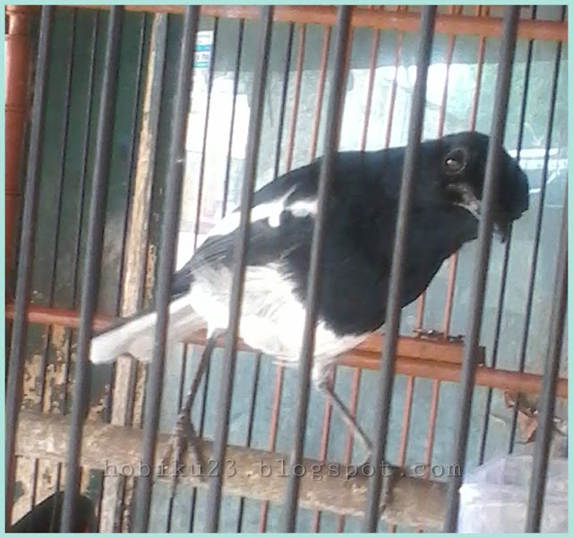 Tips Dalam Memilih Burung Kacer Dada Putih