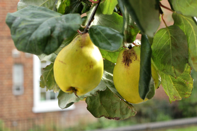 Ripe quinces hanging on the tree branch