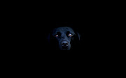Black Dog Wallpapers for Desktop (dog black wallpaper)