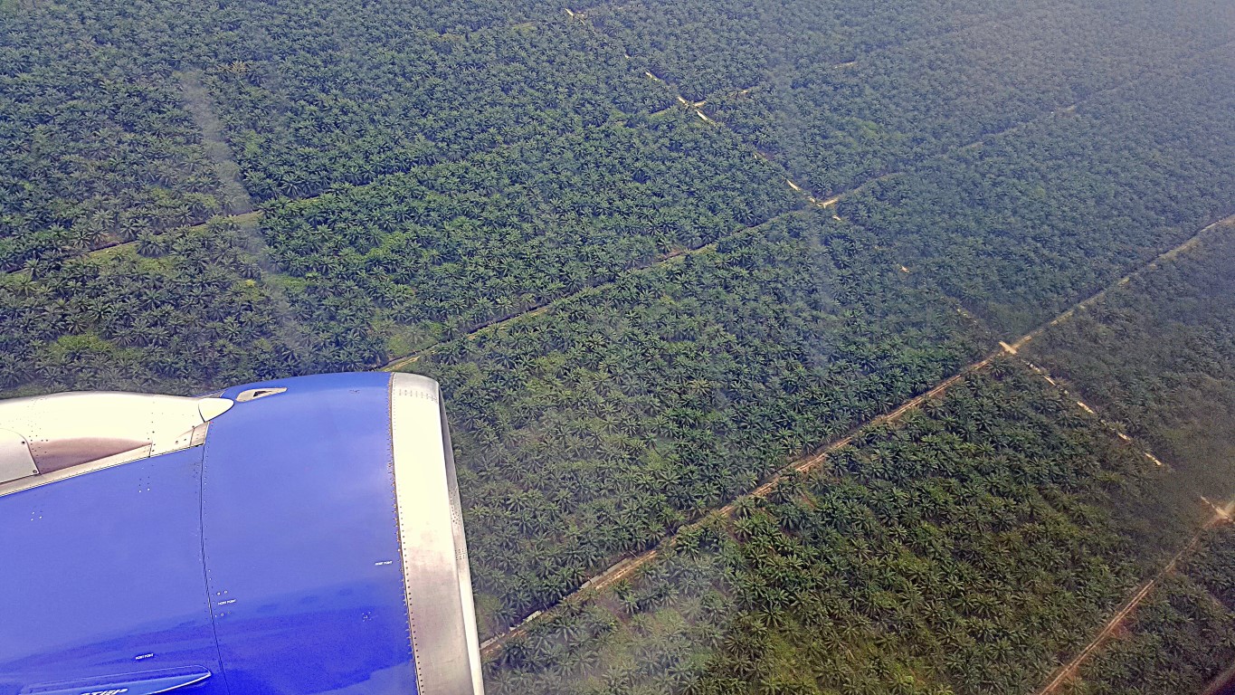 takeoff view of the palm oil plantations near KLIA 2