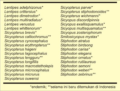 Indig3nous: Sicydiinae: kelompok amphidromus yang belum 