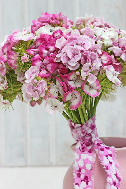 Pink Sweet William