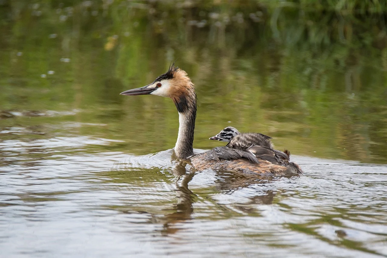 Two Hooded Grebes swimming gracefully in a tranquil lake.