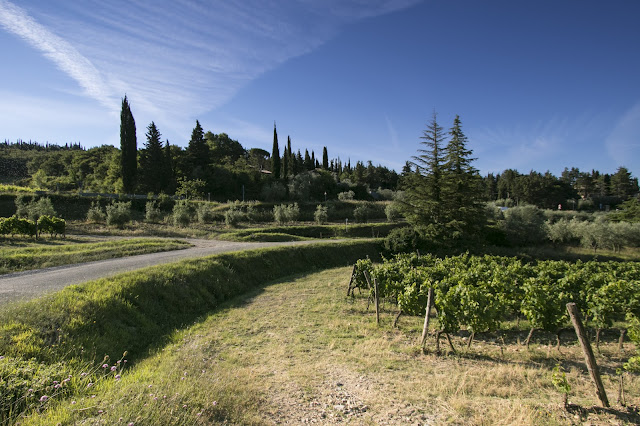 Borgo di Fonterutoli-Le vigne