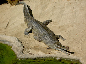 Gharial