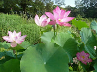 府立植物園内の「四季・彩の丘」で午前9時から観蓮会が行われた。