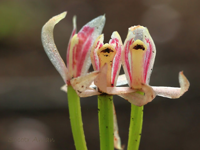 Cymbidium macrorhizon