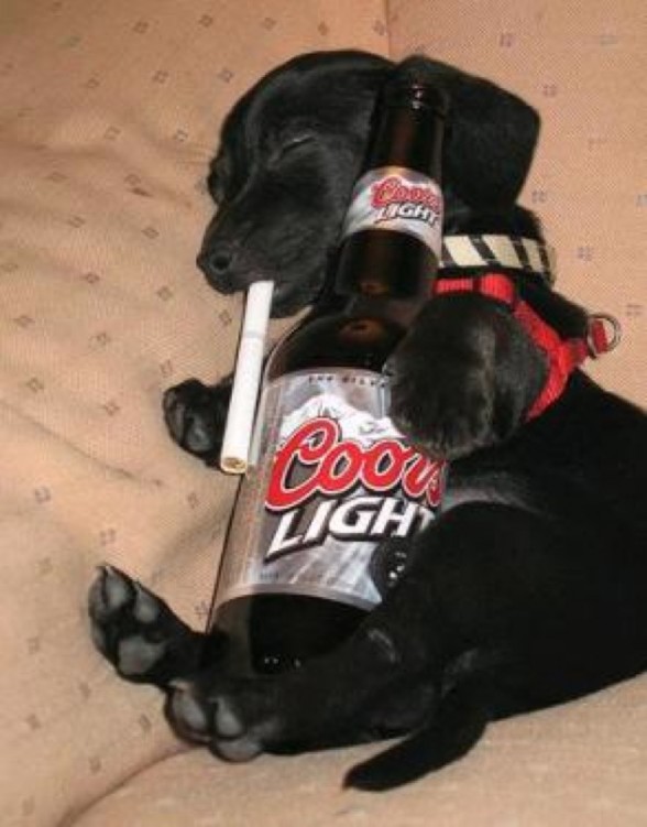 Reasons Dogs Should Never Drink Alcohol - Dogster