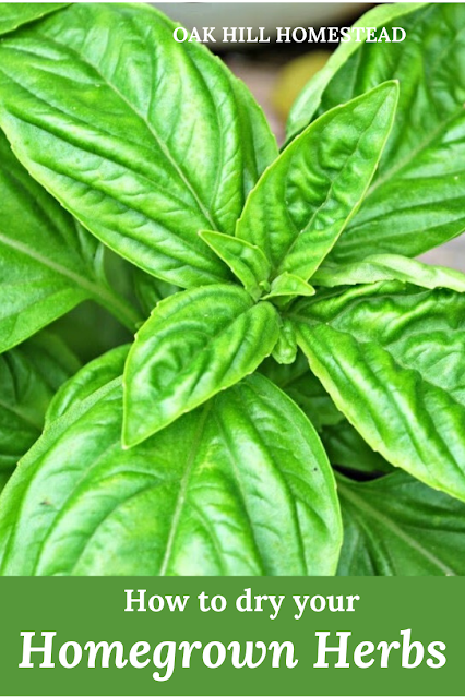 A healthy basil plant growing in a pot.