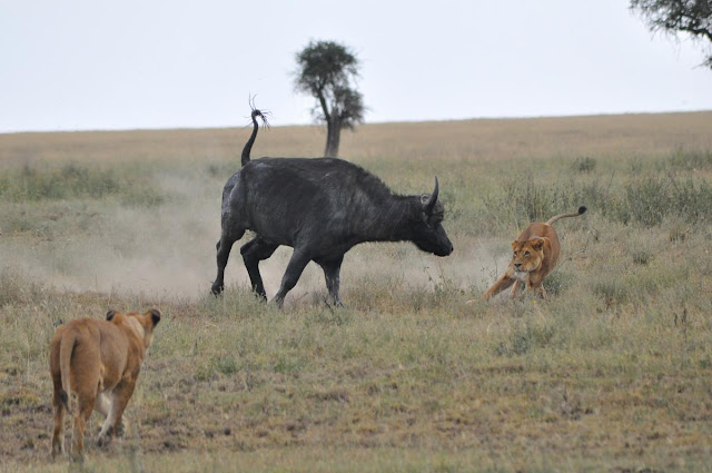 african animals of buffalo attacks images