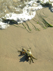 Critters to visit in the surf