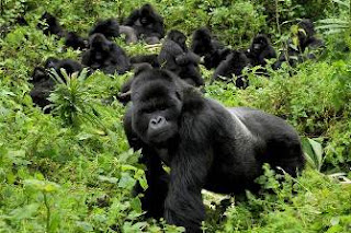 Gorilla Tracking Holiday