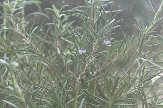 Fresh rosemary sprigs