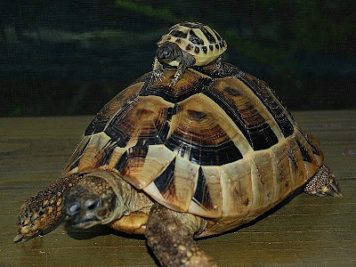 Hermans Tortoise, Testudo hermanni. Photos From The Turtle Source