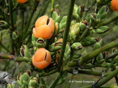 Cuparra (Ephedra chilensis)