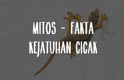 fakta kejatuhan cicak