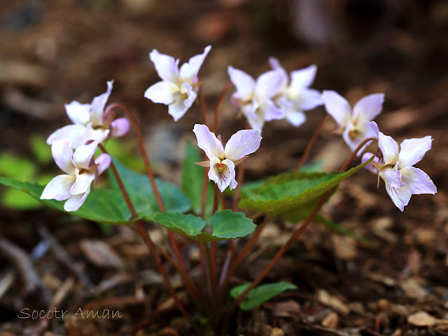 Viola tokubuchiana