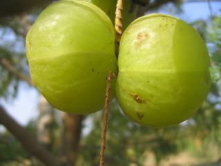 Buah Malaka Cara membuat manisan buah malaka