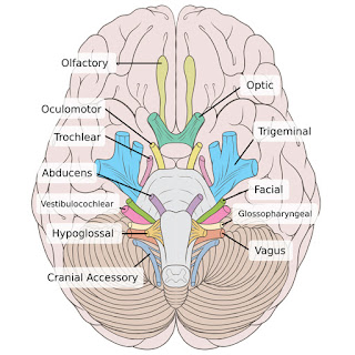 Pengertian Struktur Fungsi Otak Tengah (Midbrain)