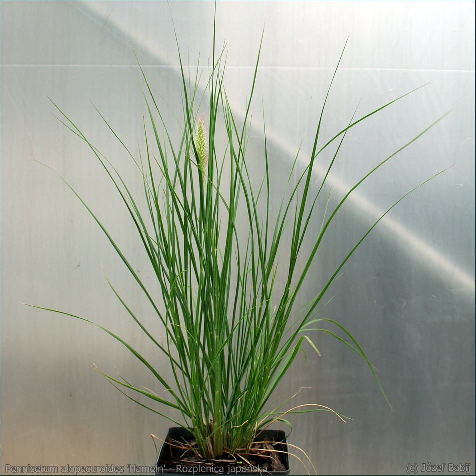 Pennisetum alopecuroides 'Hameln' - Rozplenica japońska