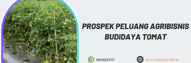 prospek,agrobisnis,agribisnis,budidaya,budidaya tomat