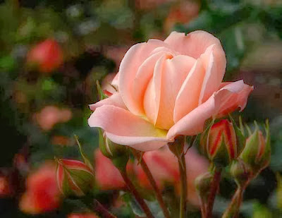 light pink rose