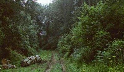 Hutan Paling Berhantu