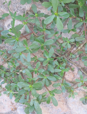 purslane, Portulaca oleracea