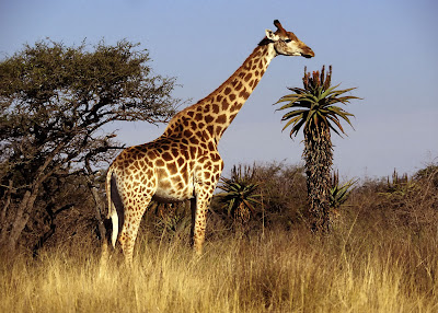 Giraffes HD Wallpapers