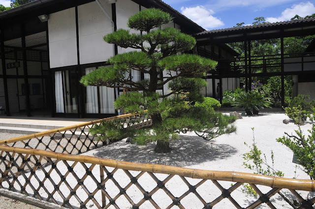 pavilhao japones parque ibirapuera, jardim japones, kuromatsu, pinheiro negro