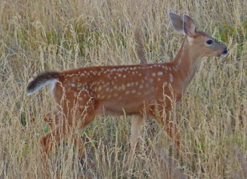 Fawn at Huricanne Ridge