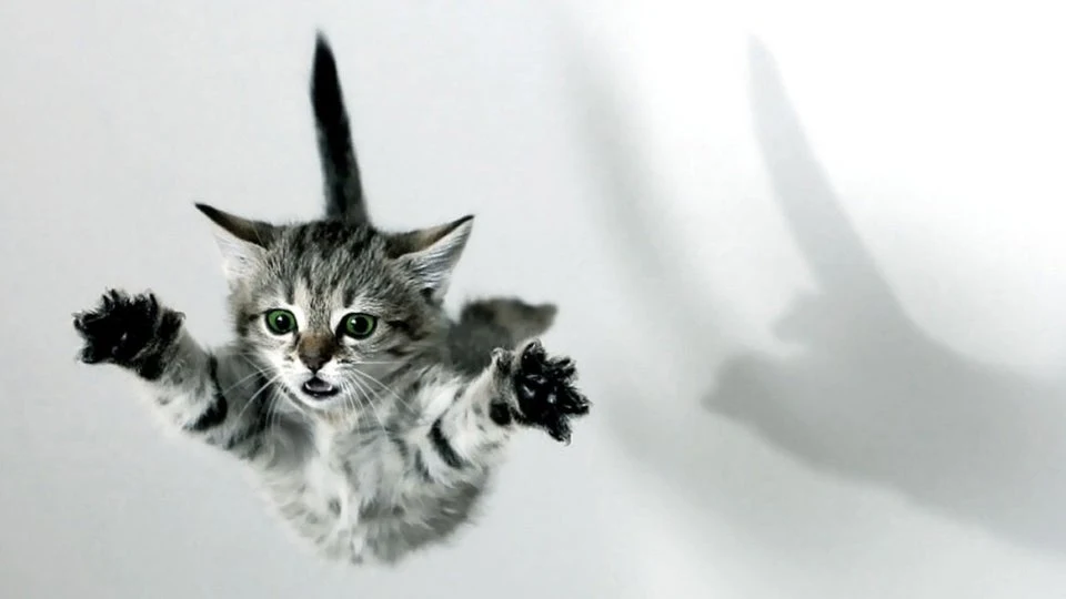 COMO GATOS CAEM EM PE COMUNICAT.PET FALLING CAT