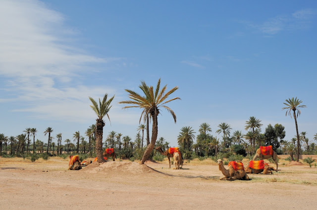 Morocco Desert