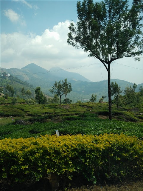 munnar kerala tea gardens