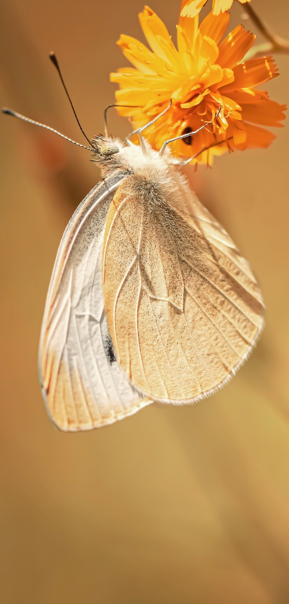 Beautiful butterfly.