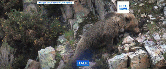 un ours brun du Trentin, en Italie, qui cherche de la nourriture