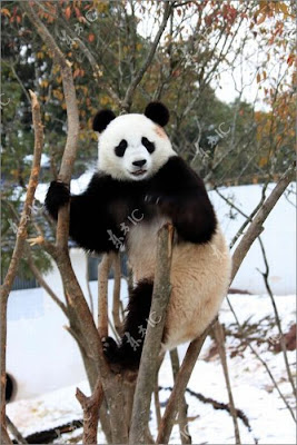 Pandas Enjoy Winter in China Seen On www.coolpicturegallery.us