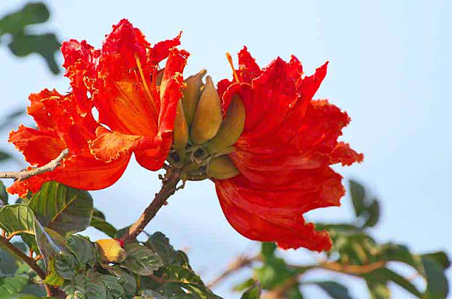 Spathodea campanulata flowering tree