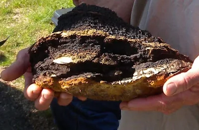 Chaga Mushroom Company in Maharashtra