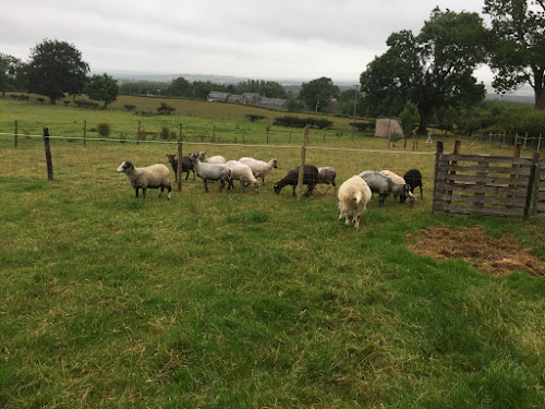 Shetland Sheep