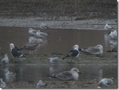 Baltic Gull