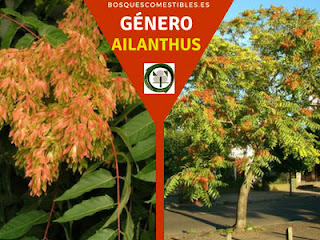 El género Ailanthus arboles de rápido crecimiento en altura, de propagación fácil