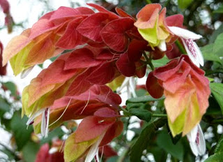 Inflorescência - conjunto de elementos de uma planta no qual surgem suas flores.  Bráctea - folhas modificadas para tornar as flores mais atraentes.  Perene - que vive por longos anos. Diferente das plantas anuais e bianuais, cujo ciclo de é curto.  